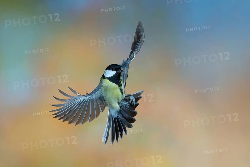 Great Tit (Parus major), in flight, wildlife, tits, nature photography, autumn, Neunkirchen, Siegerland, North Rhine-Westphalia, Germany
