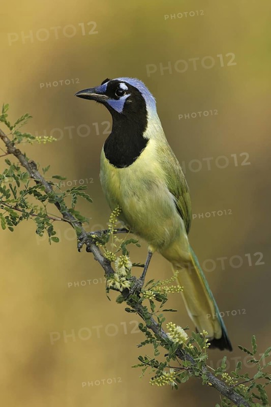 Green Jay (Cyanocorax luxuosus), Texas, USA