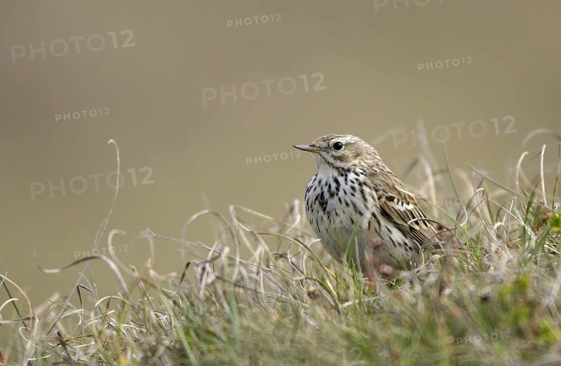 Wiesenpieper (Anthus pratensis), Meadow pipit, Altvogel im Duenengebiet, April, Insel Texel, Nordholland, Nordsee, Niederlande