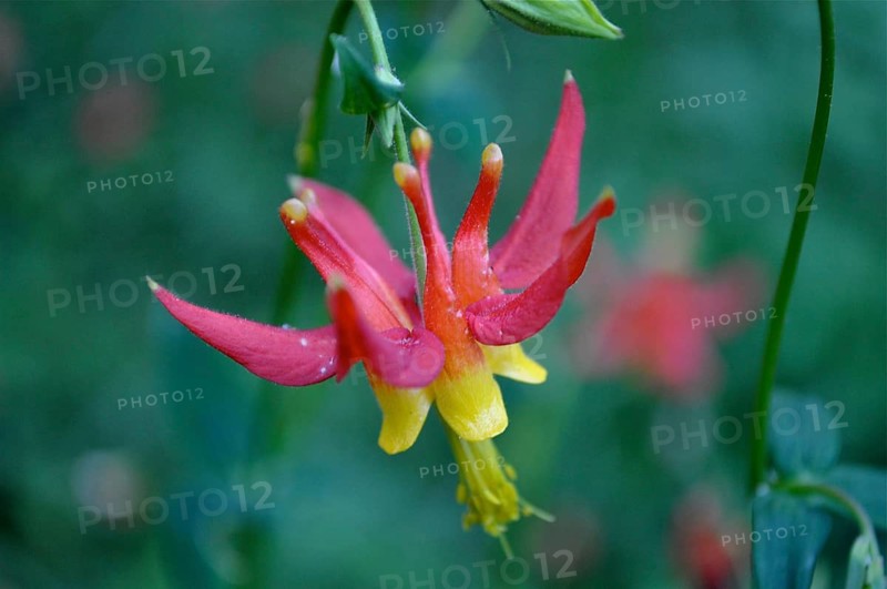 Desert columbine (Aquilegia shockleyi)