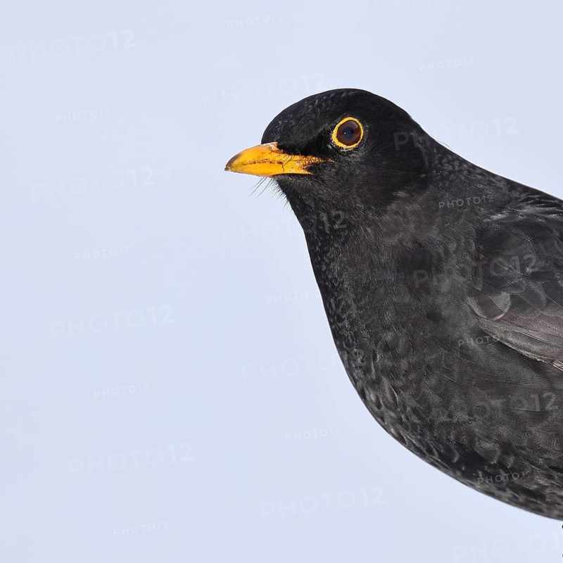 Blackbird (Turdus merula) male, animal portrait, Wilnsdorf, North Rhine-Westphalia, Germany