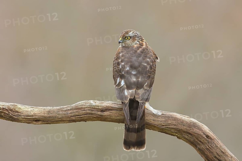 Sparrowhawk (Accipiter nisus) male, rear view, sitting on dead wood, wildlife, bird of prey, nature photography, autumn, Neunkirchen, Siegerland, North Rhine-Westphalia, Germany