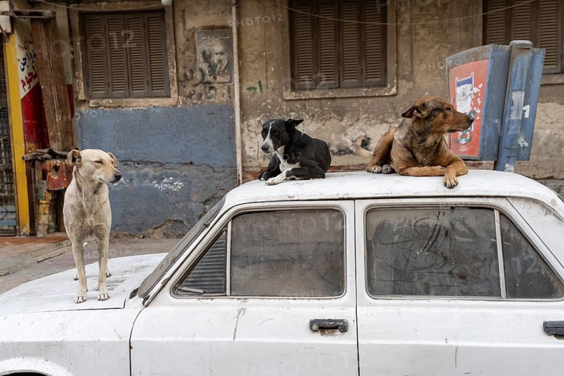 Three stray typical Egyptian street dogs on top of a parked car in the summer heat of Downtown Cairo, Egypt