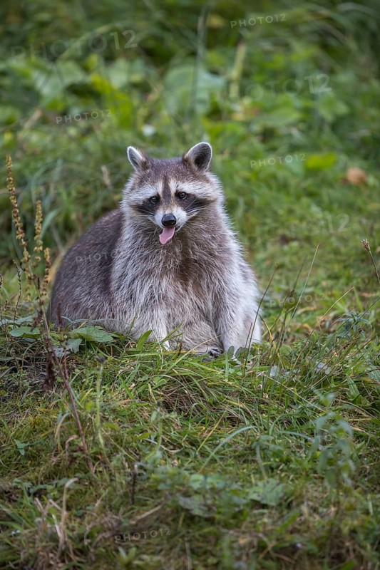 One Raccoon, procyon lotor, sitting on grass, looking to the camera
