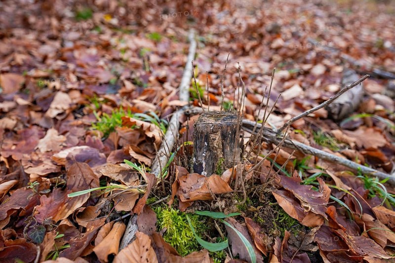 A tree stump covered by moss lies between dried leaves on the forest floor, forest pasture compensation project of the Hermann Hessebahn, Gechingen district of Calw, Germany