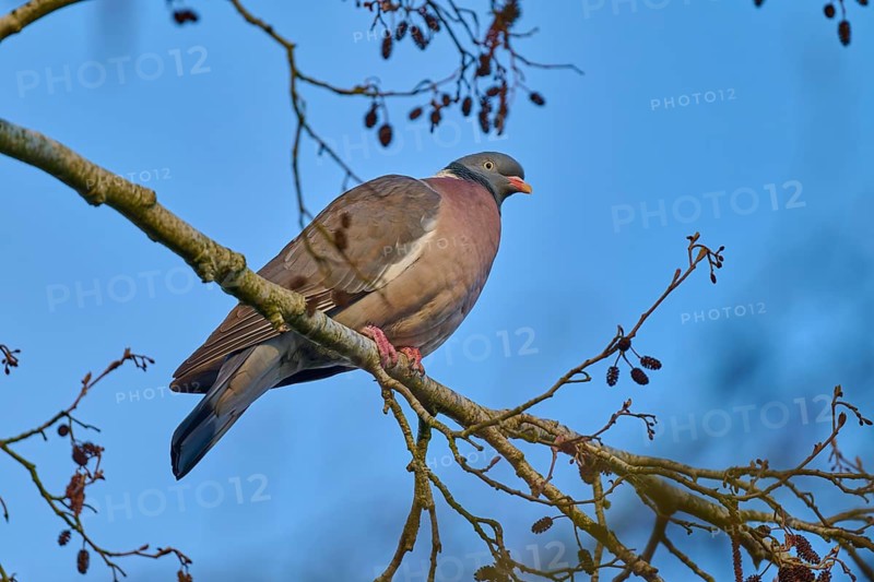 A single pigeon sits peacefully on a branch against a clear blue sky, wood pigeon (Columba palumbus), spring, bird island, Altmühlsee, Muhr am See, Gunzenhausen, Franconian Lake District, Bavaria, Germany