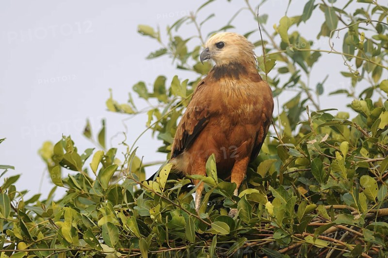 Black-collared Hawk (Busarellus nigricollis), Pantanal, Brazil