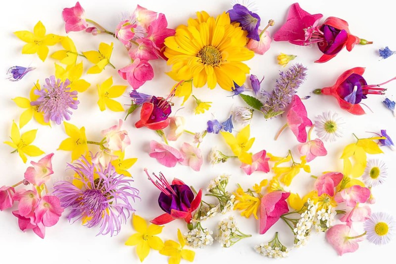 Different coloured petals and flowers scattered on a white background