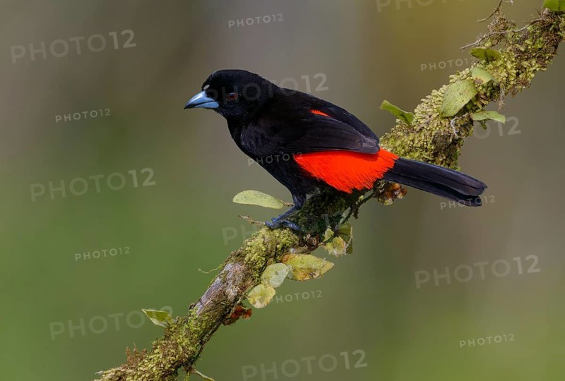 Male Passerini Tanager (Ramphocelus passerinii) at Laguna Lagarto Lodge near Boca Tapada, Costa Rica
