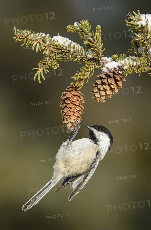 Black-capped Chickadee (Poecile atricapillus), Texas, USA