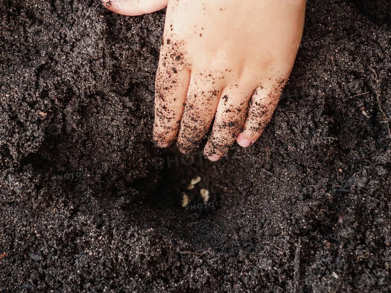 Cropped unrecognizable child delicately places a sunflower seed into fertile soil, showcasing early stages of plant growth