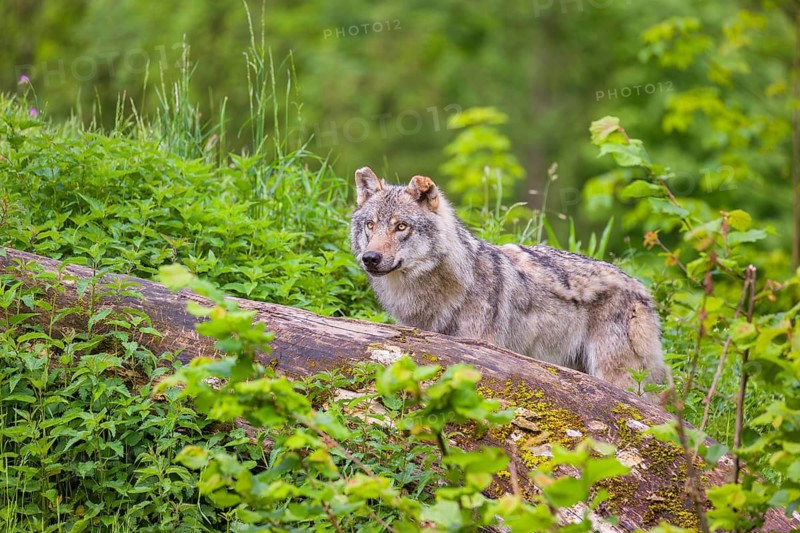 A male Eurasian gray wolf (Canis lupus lupus) stands on a hill, behind a rotting tree lying on the ground. Fresh green vegetation is all around him