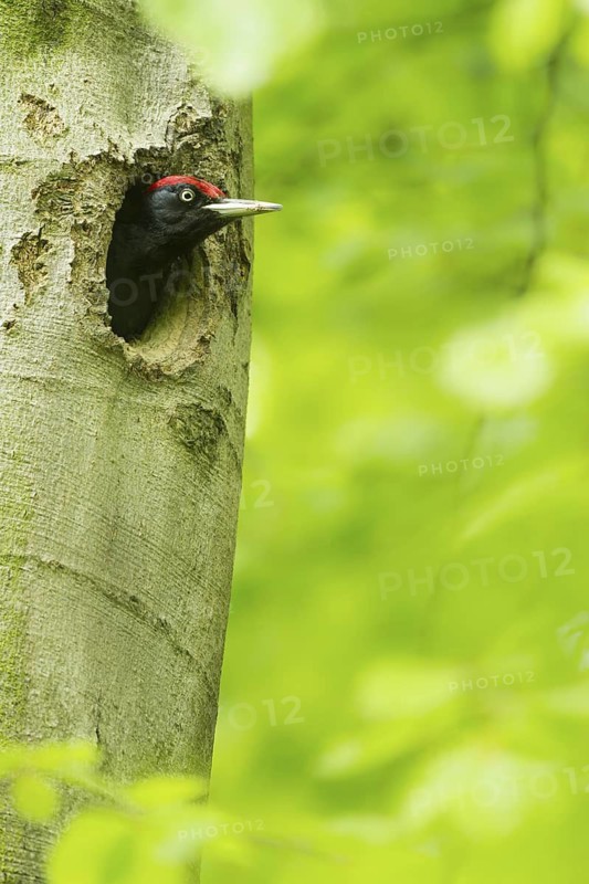 Black Woodpecker (Dryocopus martius) male in breeding cavity, North Rhine-Westphalia, Germany