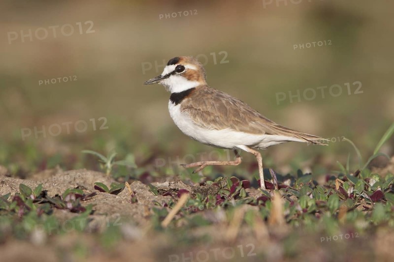 Collared Plover (Charadrius collaris) in a wetland area in Bolivia, South America