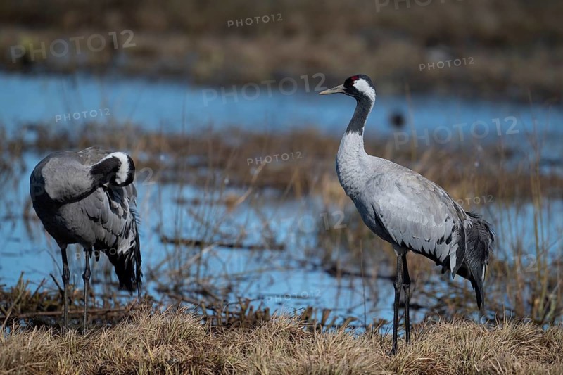 Common crane (Grus grus), Hornborga, Sweden