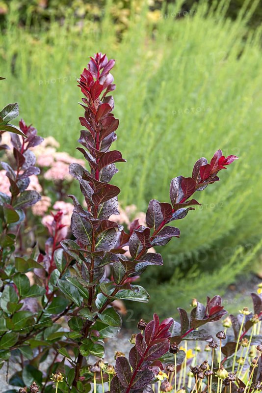 Indian lilac (Lagerstroemia PINK VELOUR), Park der Gärten, Germany