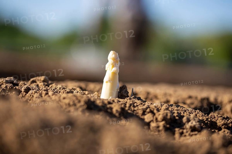 Asparagus harvest in the Palatinate