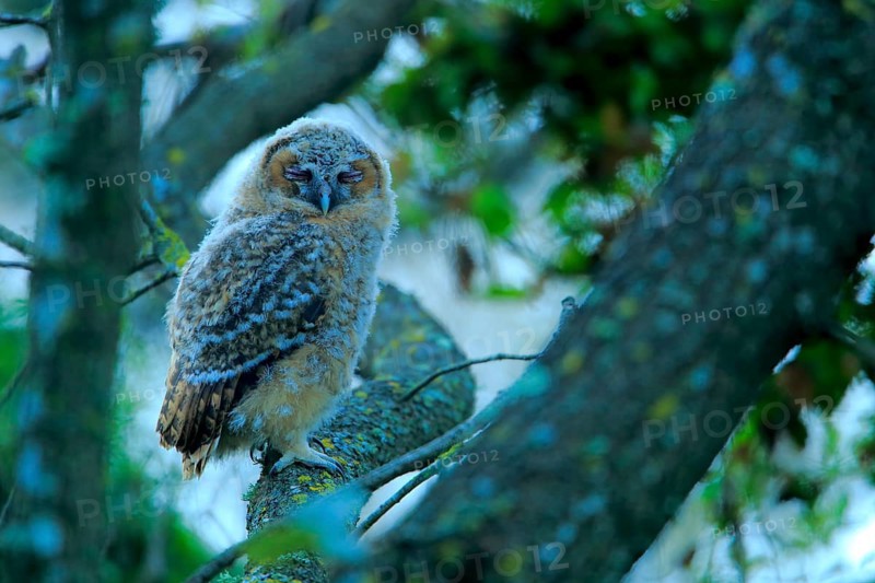 Tawny Owl (Strix aluco) juvenile, Andalusia, Spain