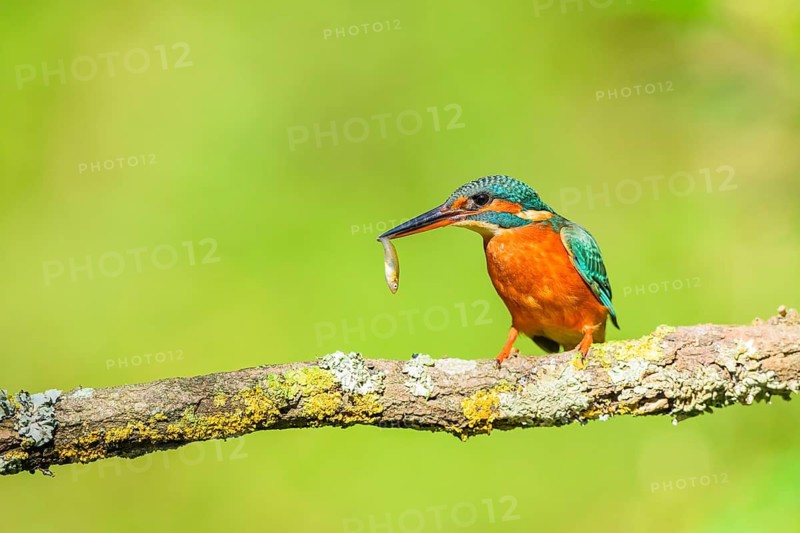 Common kingfisher (Alcedo atthis) with preyed fish sitting on a branch with autumncolours, wildife, Catalonia, Spain