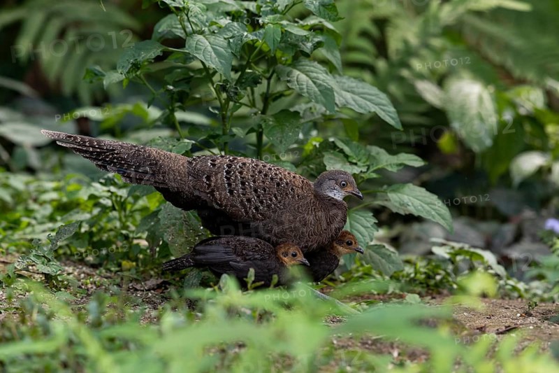 Grey Peacock-Pheasant (Polyplectron bicalcaratum) female with chicks, Yunnan, China