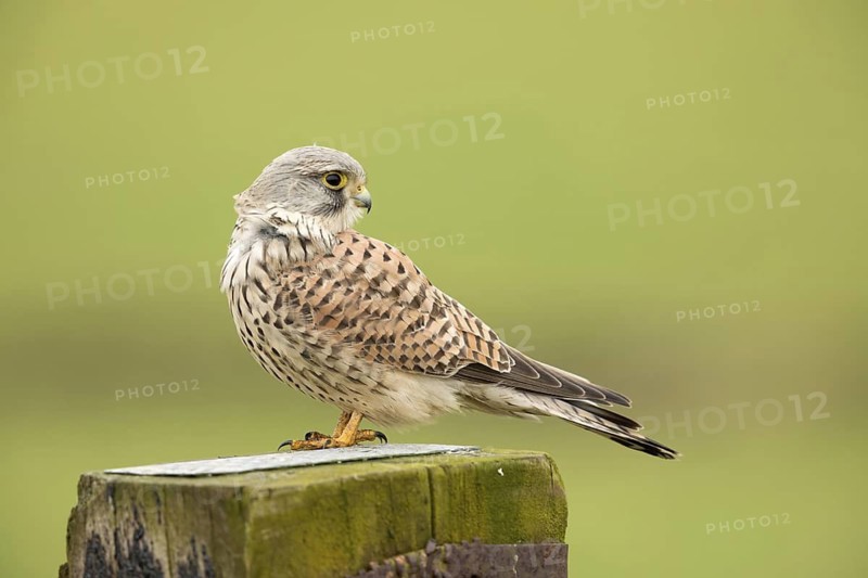 Torenvalk; Common Kestrel; Falco tinnunculus;