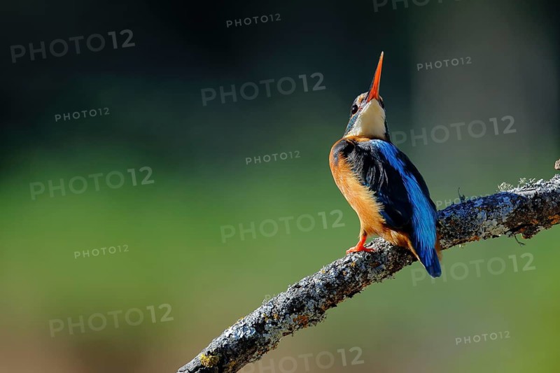 Common Kingfisher (Alcedo atthis) female perched on a branch, Andalusia, Spain