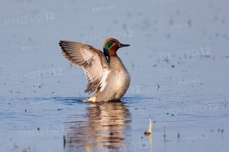 Eurasian Teal (Anas crecca), a male duck flapping its wings, on a lake, Texel, Holland