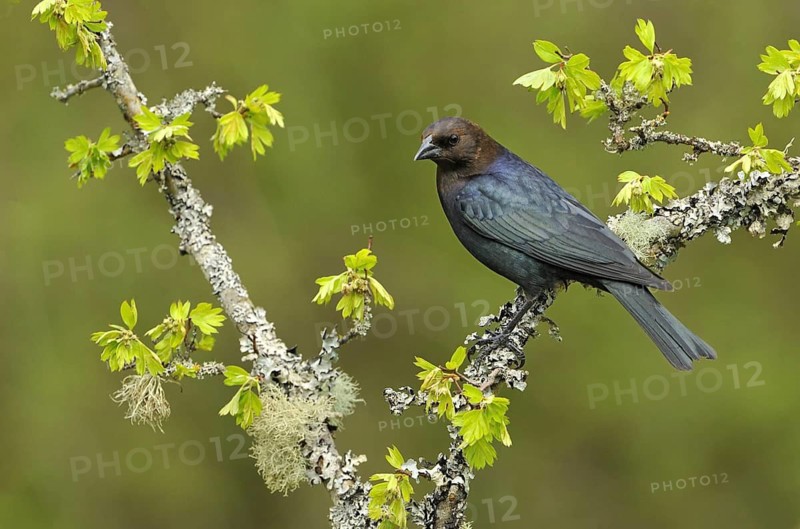 Brown-headed Cowbird (Molothrus ater), Canada
