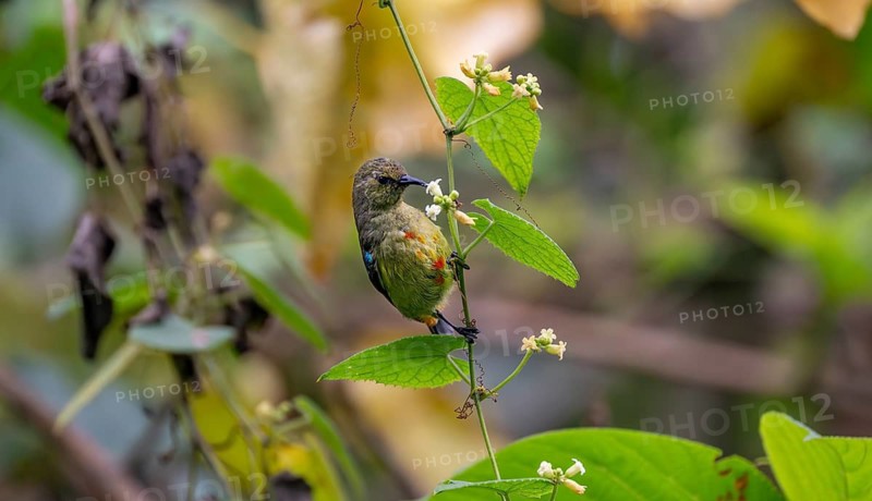 Olive-bellied Sunbird (Cinnyris chloropygius) sitting on a branch, eating nectar from a flower, Mgahinga Gorilla National Park, Western Region, Uganda