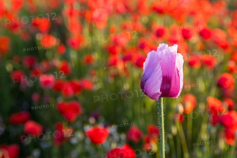 Single flower of blue poppy (Papaver somniferum), in the background red flowering poppy (Papaver rhoeas), Callenberg, Saxony, Germany