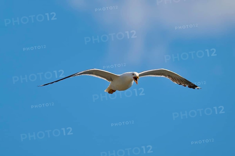 Seagull in flight against a blue sky, apparently calling, Great Black-backed Gull (Larus marinus), Seahouses, Inner Farne, Farne Islands, Northumberland, England, Great Britain