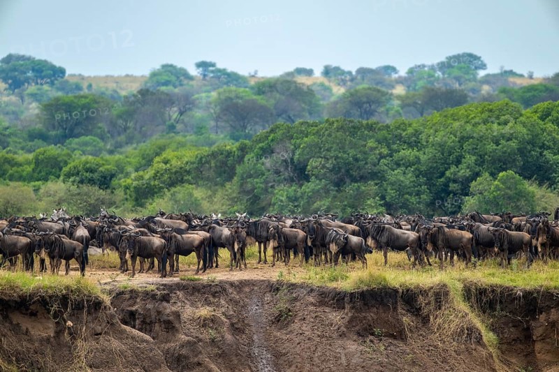 Wildebeest (Connochaetes taurinus), migrating herd of wildebeest at the Mara River, safari vehicle behind, Great Migration, Serengeti National Park, Tanzania