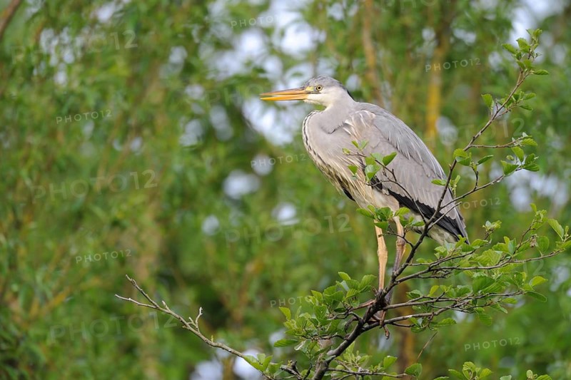 Grey Heron (Ardea cinerea) perched in tree, North Rhine-Westphalia, Germany