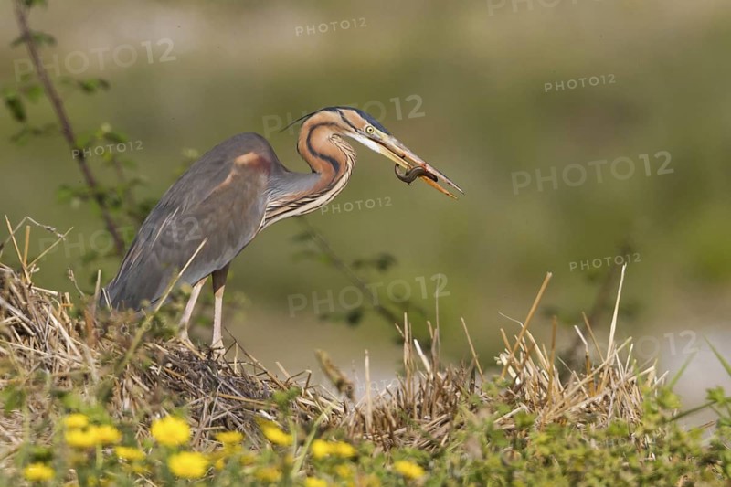 Purple Heron (Ardea purpurea), Cyprus