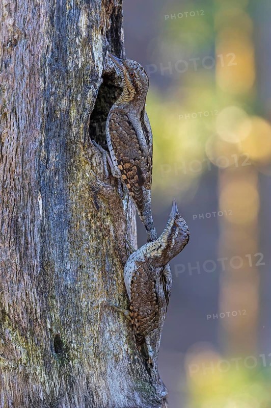 Wryneck (Jynx torquilla) pair at the breeding den, courtship display, male and female, woodpecker, Middle Elbe Biosphere Reserve, Saxony-Anhalt, Germany