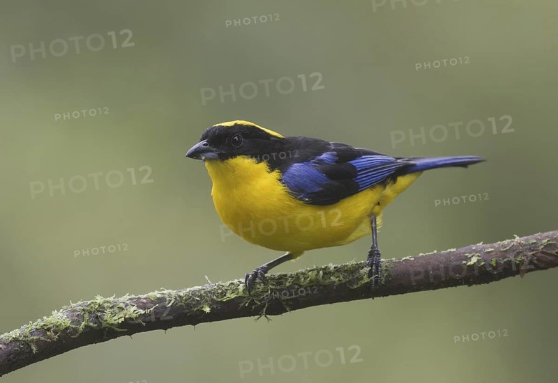 Blue-winged Mountain Tanager (Anisognathus somptuosus), Pichincha, Ecuador