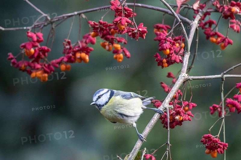 Blue tit (Parus caerulea), Emsland, Lower Saxony, Germany