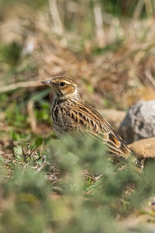 Woodlark or wood lark (Lullula arborea), on a meadow, Pyrenees, Catalonia, Spain