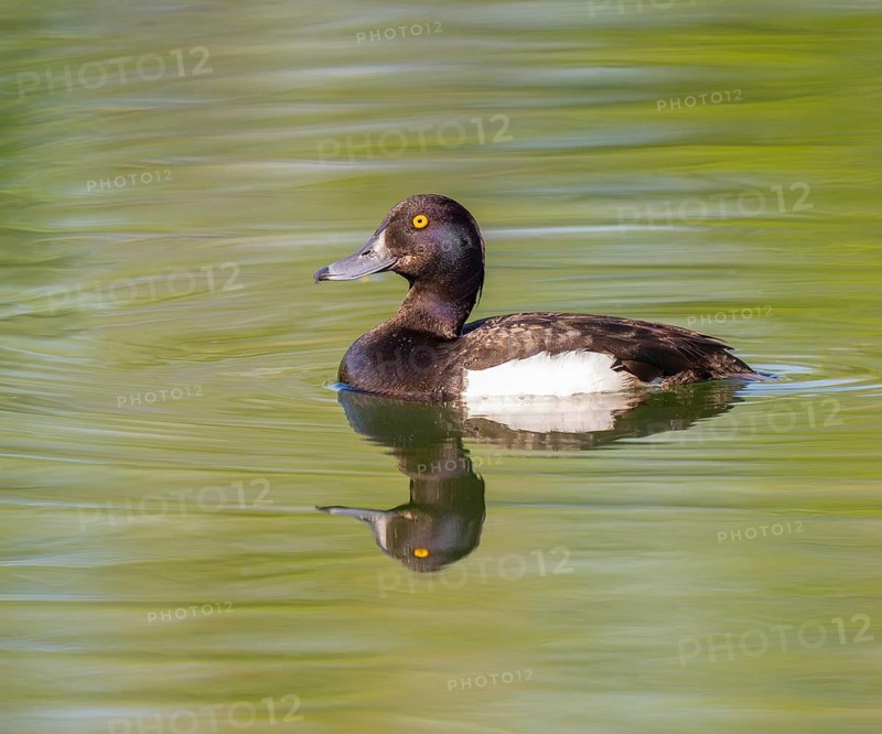 Tufted duck (Aythya fuligula), male swimming on a pond, Thuringia, Germany