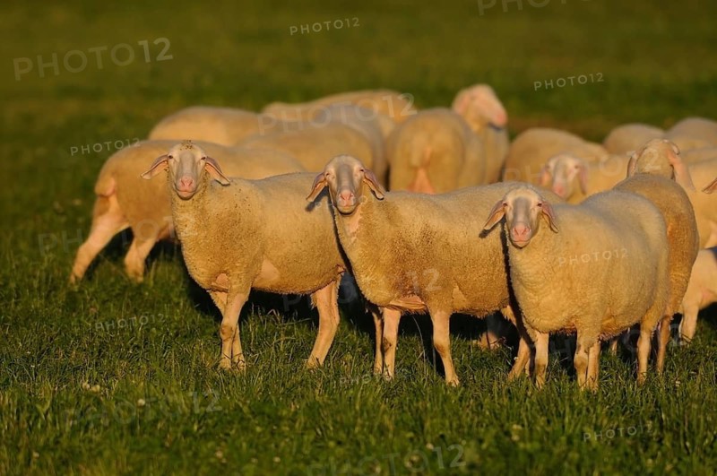 A group of sheep standing close together in a sunny pasture, domestic sheep (Ovis orientalis aries), Bavaria