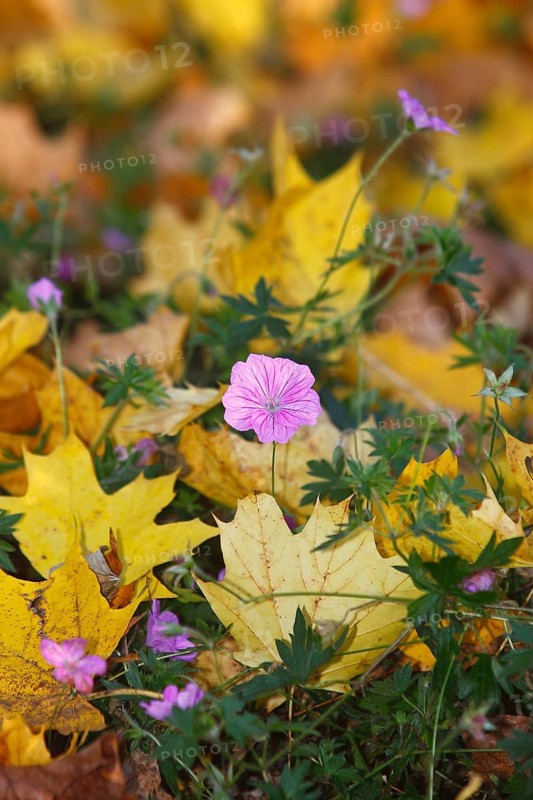 Flowering cranesbill (Geranium), in autumn foliage, North Rhine-Westphalia, Germany
