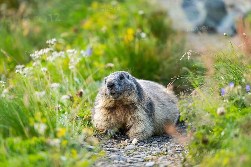 Alpine marmot (Marmota marmota) in autumn, Grossglockner, High Tauern National Park, Austria
