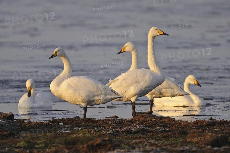 Whooper Swan (Cygnus cygnus), Lower Saxony, Germany