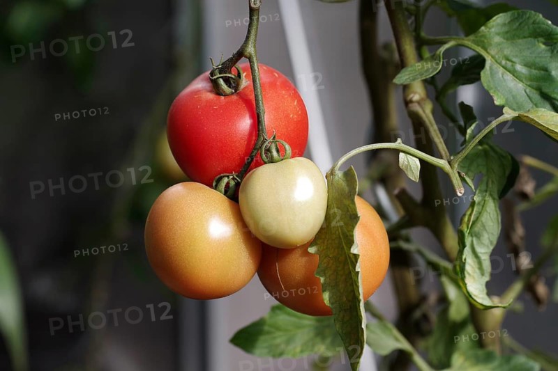 Tomato (Solanum lycopersicum), on a bush, different colours, greenhouse, The tomatoes in the greenhouse are ripe in different ways
