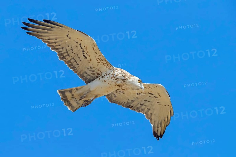 Serpent Eagle, Circaetus gallicus, Lesbos, Greece