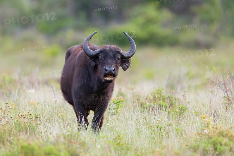 African Buffalo, Cape Buffalo, (Syncerus caffer), Buffalo, Africa, South Africa, KwaZulu-Natal, Mammal, iSimangaliso Wetland Park, St. Lucia