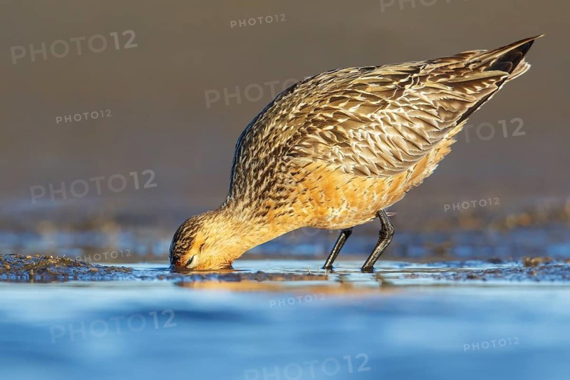 Bar-tailed Godwit (Limosa lapponica) feeding along a river in Nome, Alaska