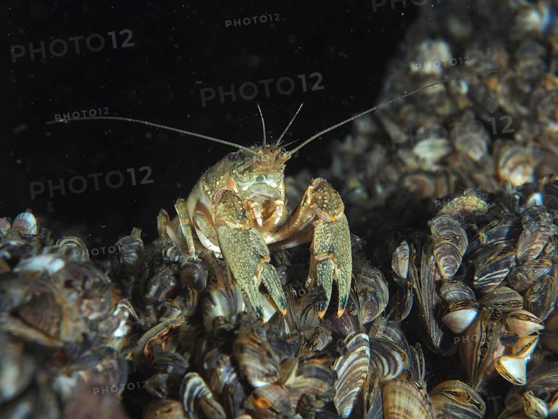 An American crayfish (Faxonius limosus), invasive species, with antennae between mussels, quagga mussel (Dreissena rostriformis bugensis), invasive species, in a dark underwater environment. Dive site Wildsau, Berlingen, Lake Constance, Switzerland, Germany