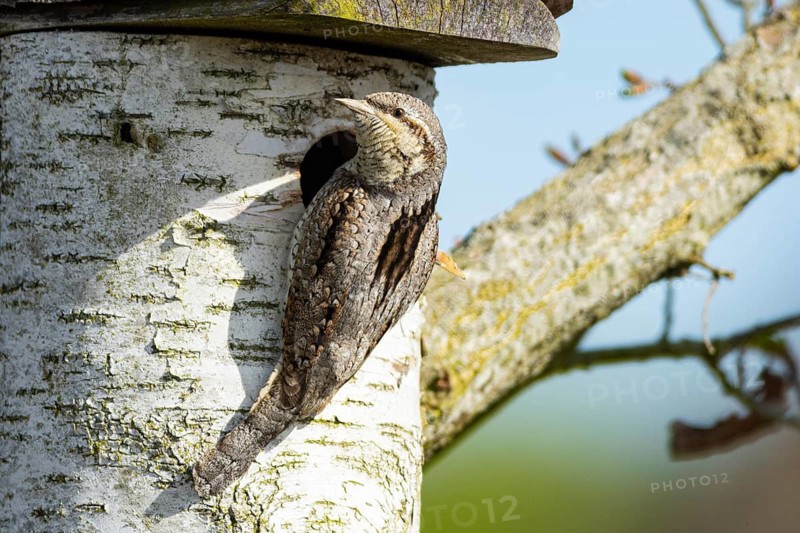 Eurasian wryneck (Jynx torquilla) Germany
