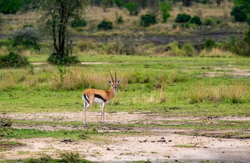 Serengeti Thomson's Gazelle (Eudorcas nasalis), Serengeti National Park, Tanzania